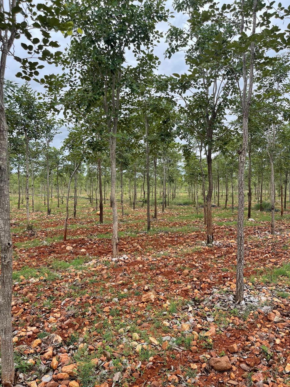 Inside a mature red sandalwood plantation