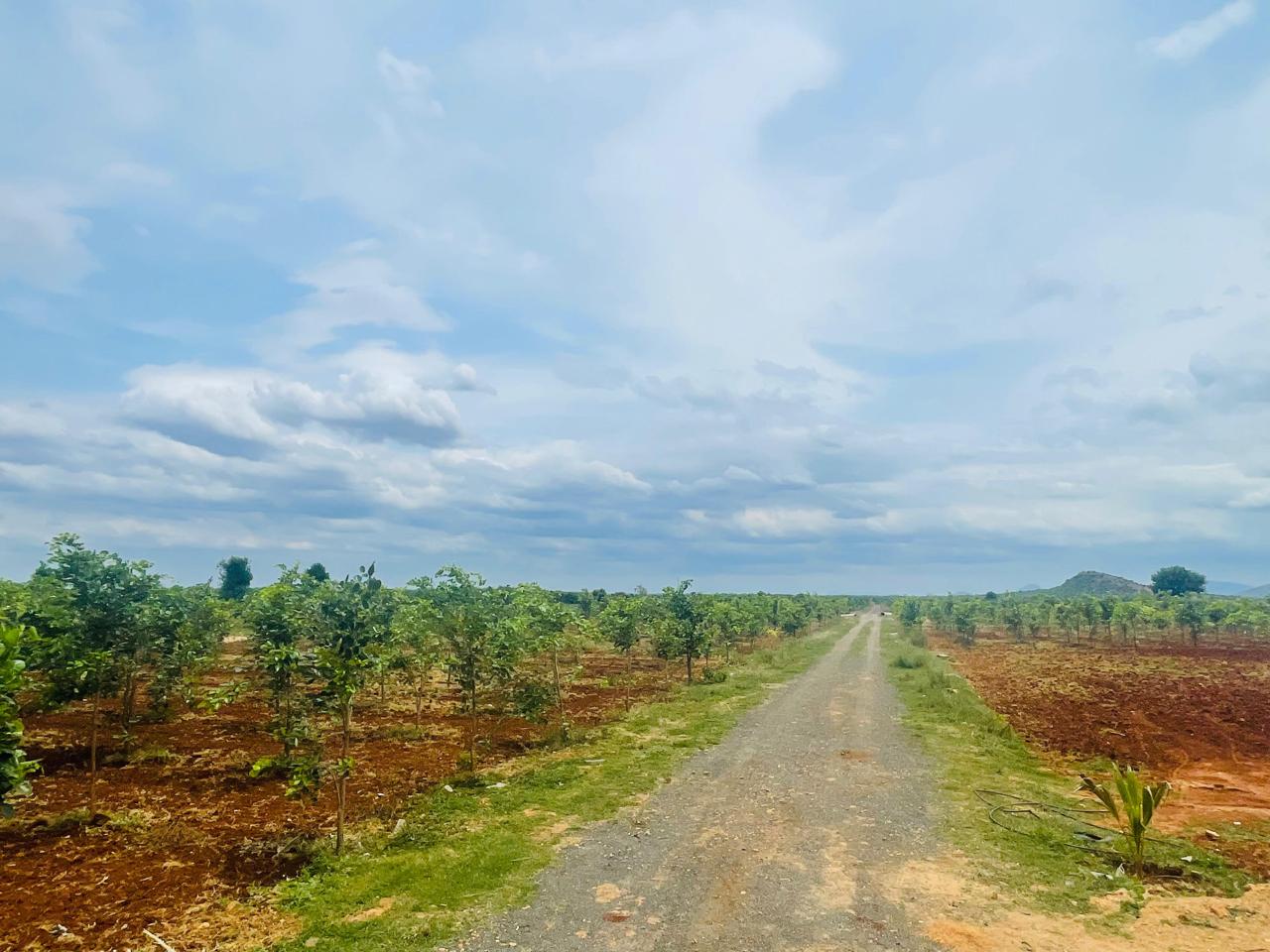 Young plantation along access road
