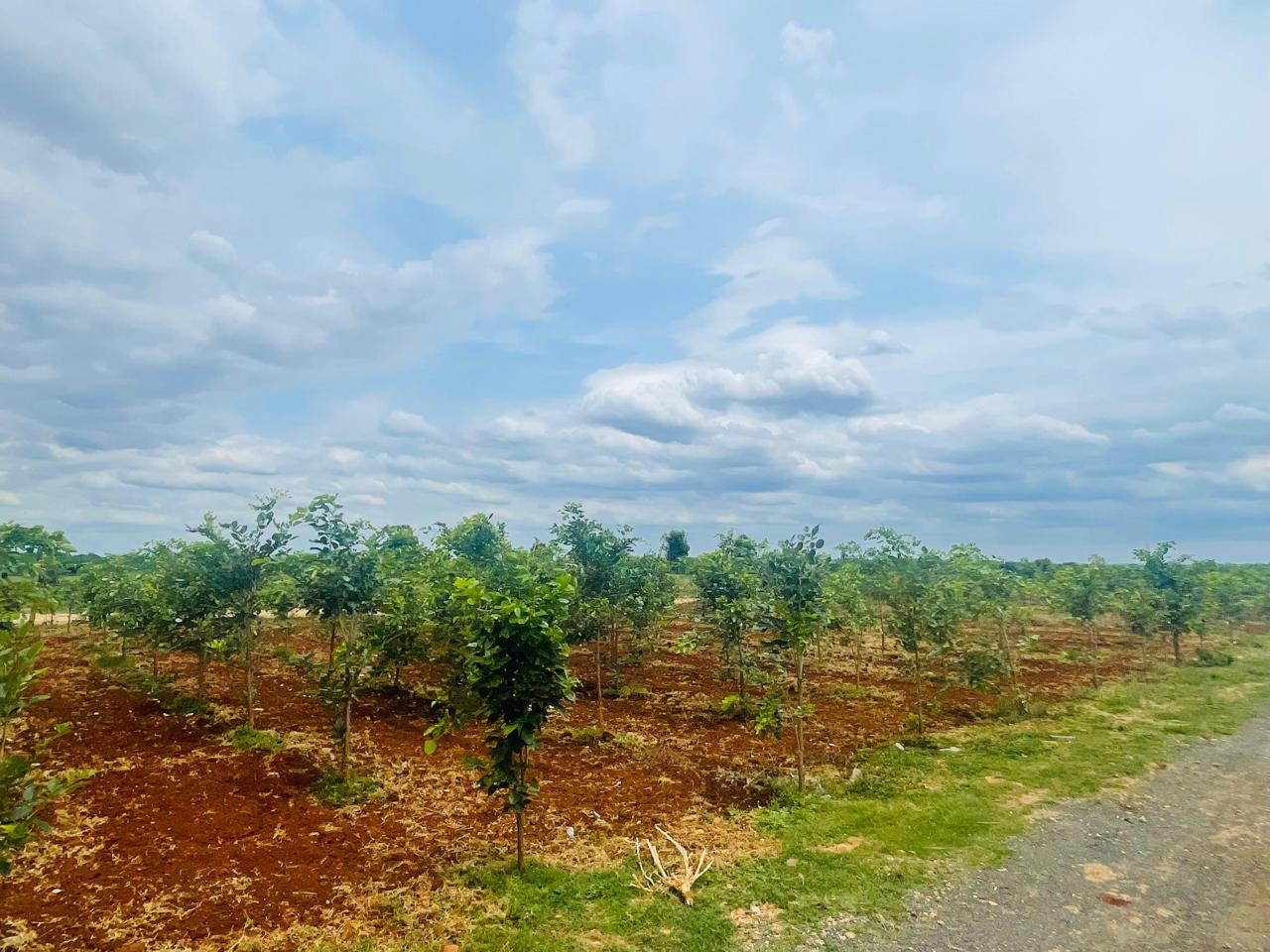 Rows of young red sandalwood