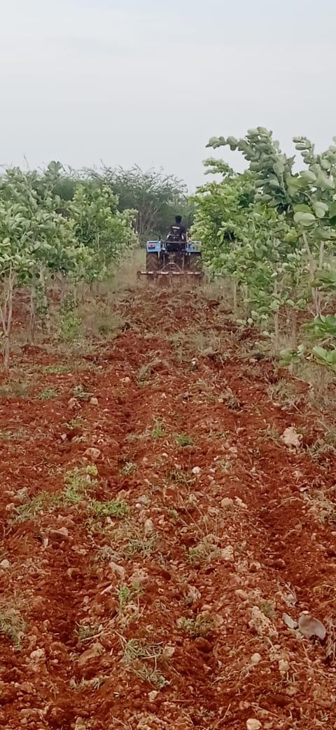 Tractor maintaining the plantation rows